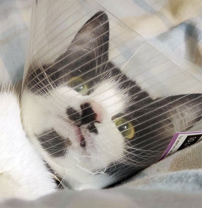 35 fotos engraçadas de animais de estimação usando cone 16