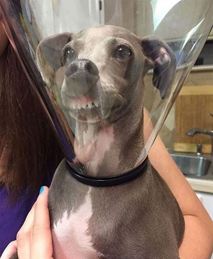35 fotos engraçadas de animais de estimação usando cone 19