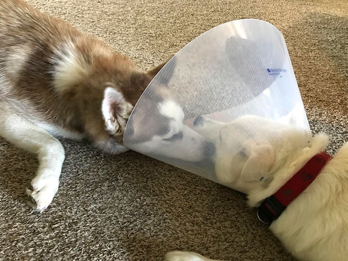 35 fotos engraçadas de animais de estimação usando cone 22