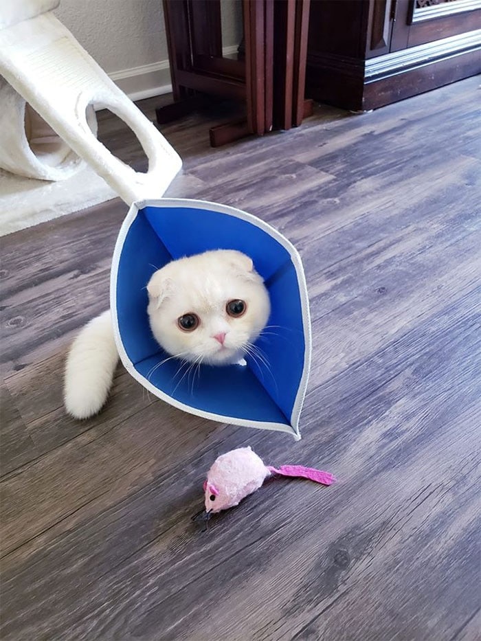 35 fotos engraçadas de animais de estimação usando cone 25