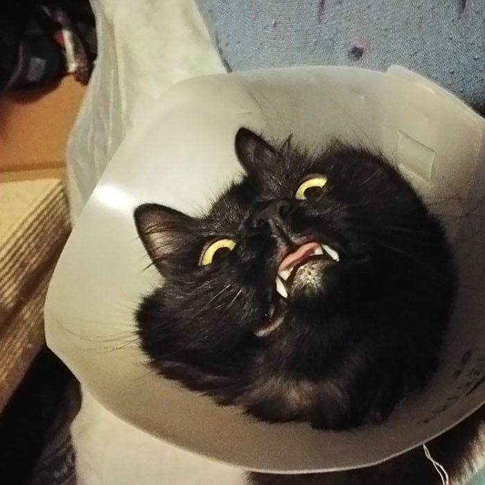 35 fotos engraçadas de animais de estimação usando cone 32