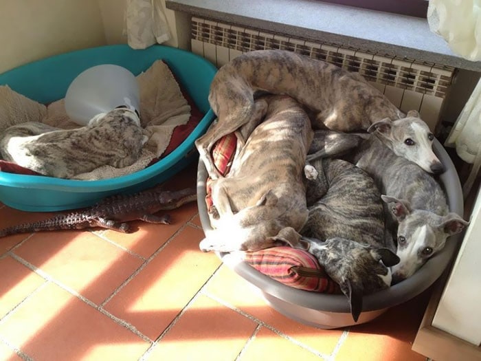 35 fotos engraçadas de animais de estimação usando cone 34