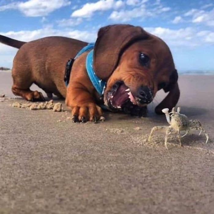 35 fotos hilárias de cachorro para colocar um sorriso em seu rosto 4