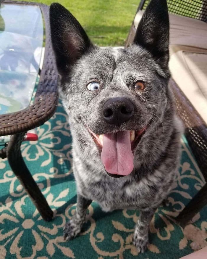 35 fotos hilárias de cachorro para colocar um sorriso em seu rosto 8