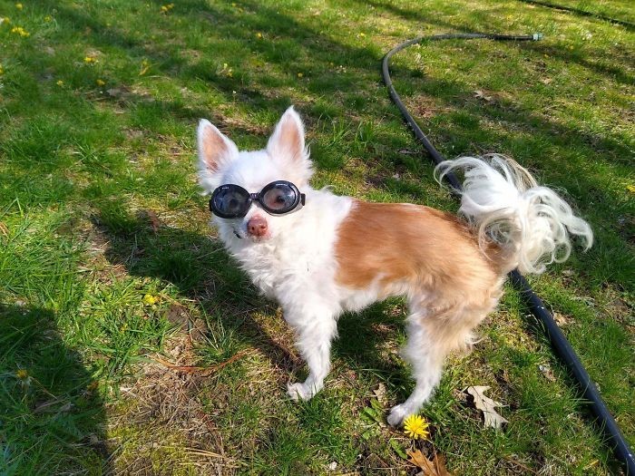 35 fotos hilárias de cachorro para colocar um sorriso em seu rosto 11