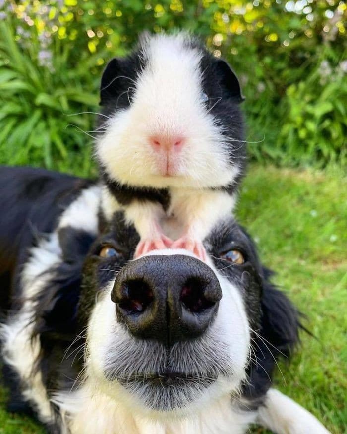 35 fotos hilárias de cachorro para colocar um sorriso em seu rosto 13