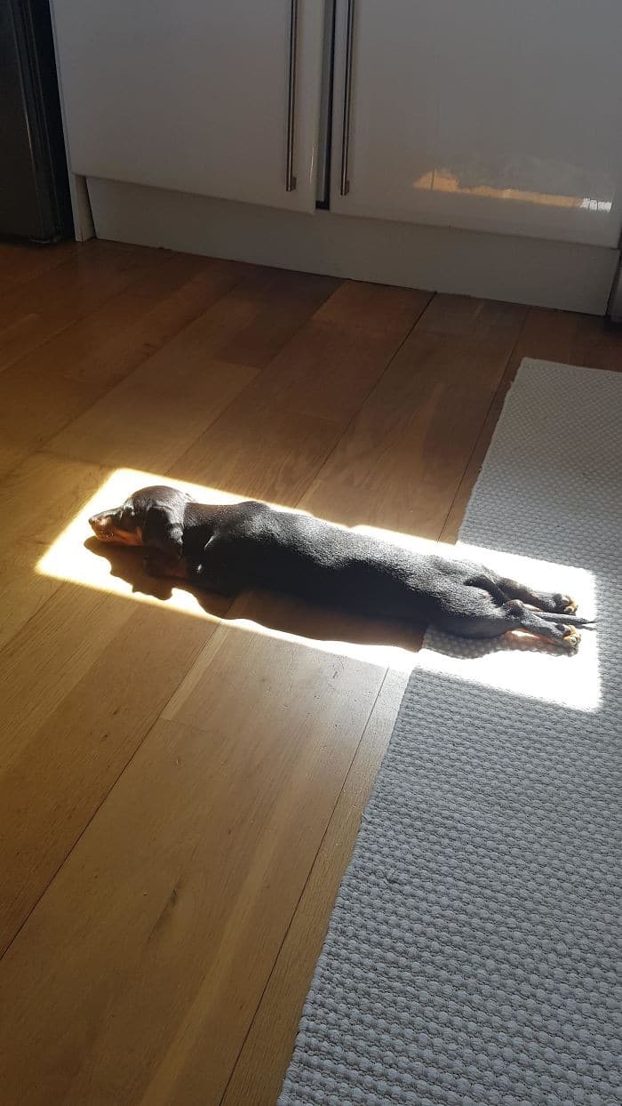 35 fotos hilárias de cachorro para colocar um sorriso em seu rosto 14