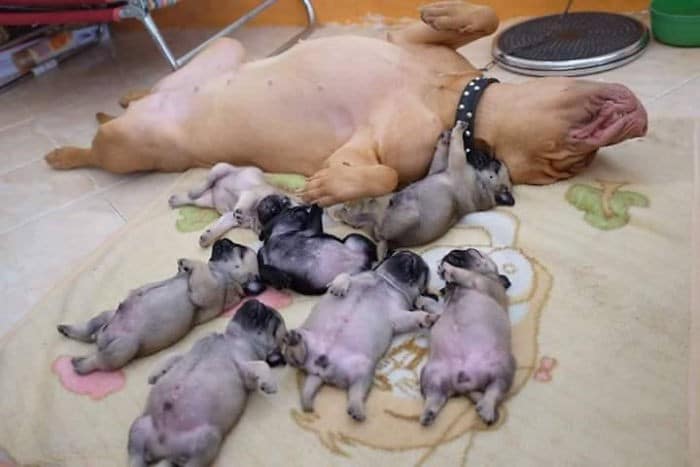 35 fotos hilárias de cachorro para colocar um sorriso em seu rosto 15