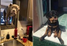 35 fotos hilárias de cachorro para colocar um sorriso em seu rosto 9