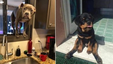 35 fotos hilárias de cachorro para colocar um sorriso em seu rosto 24