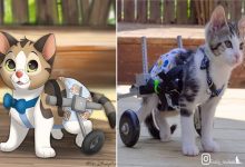 Ilustrador transforma fotos de animais de estimação em criações mágicas no estilo Disney (18 fotos) 48