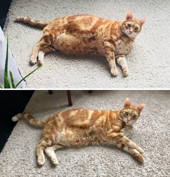 37 impressionantes transformações de perda de peso de gato Tediado