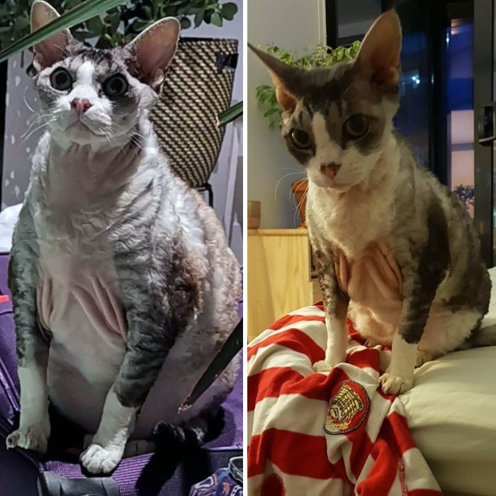 37 impressionantes transformações de perda de peso de gato 15 37 impressionantes transformações de perda de peso de gato 15