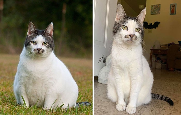 37 impressionantes transformações de perda de peso de gato 20 37 impressionantes transformações de perda de peso de gato 20