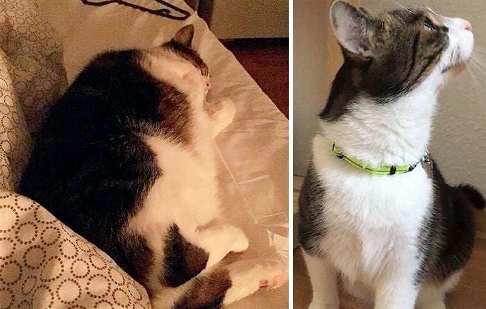 37 impressionantes transformações de perda de peso de gato 33 37 impressionantes transformações de perda de peso de gato 33