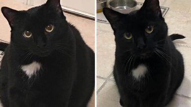 37 impressionantes transformações de perda de peso de gato 48