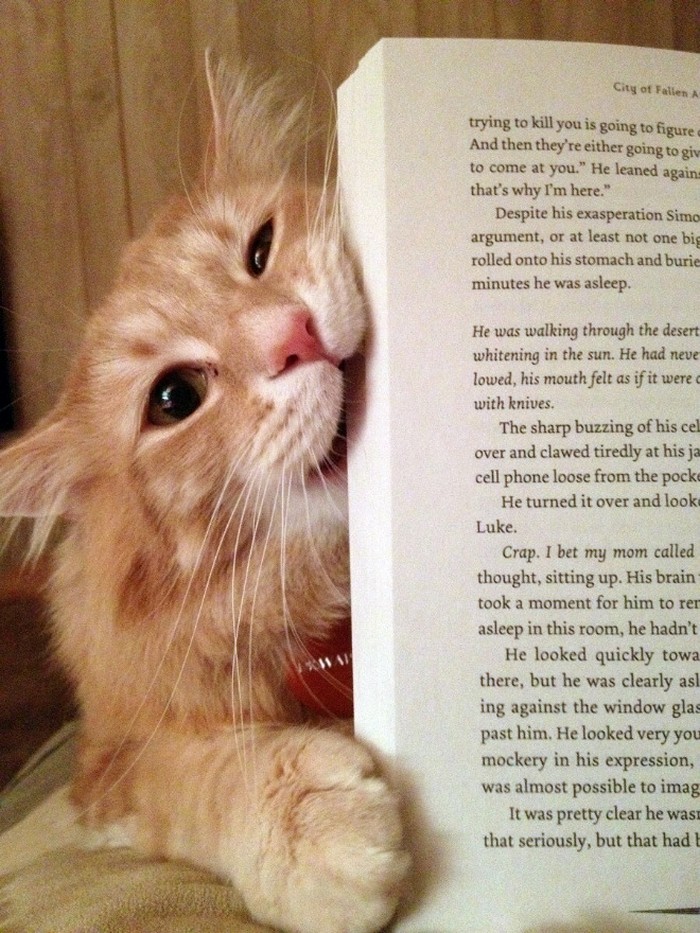 Quando os donos de gatos tentam ler (22 fotos) 2