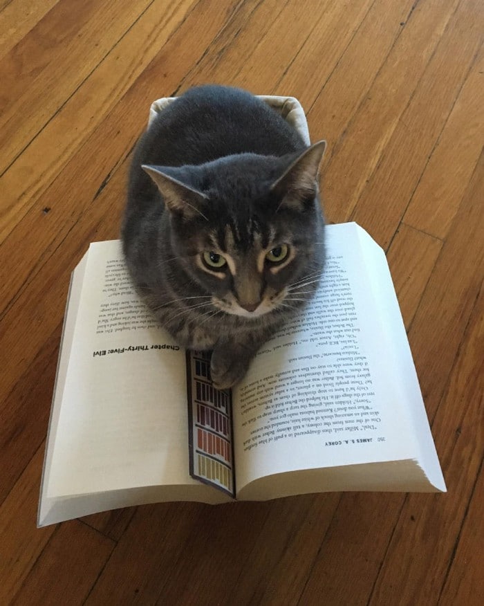 Quando os donos de gatos tentam ler (22 fotos) 4