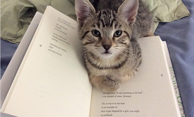 Quando os donos de gatos tentam ler (22 fotos) 58