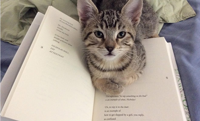 Quando os donos de gatos tentam ler (22 fotos)