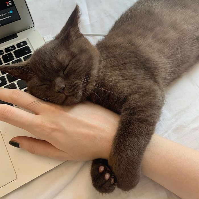 21 animais de estimação que presentearam seus donos com a melhor coisa do mundo, amor incondicional 2