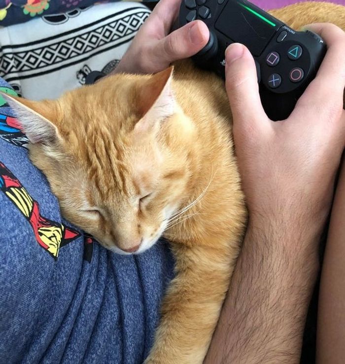 21 animais de estimação que presentearam seus donos com a melhor coisa do mundo, amor incondicional 8