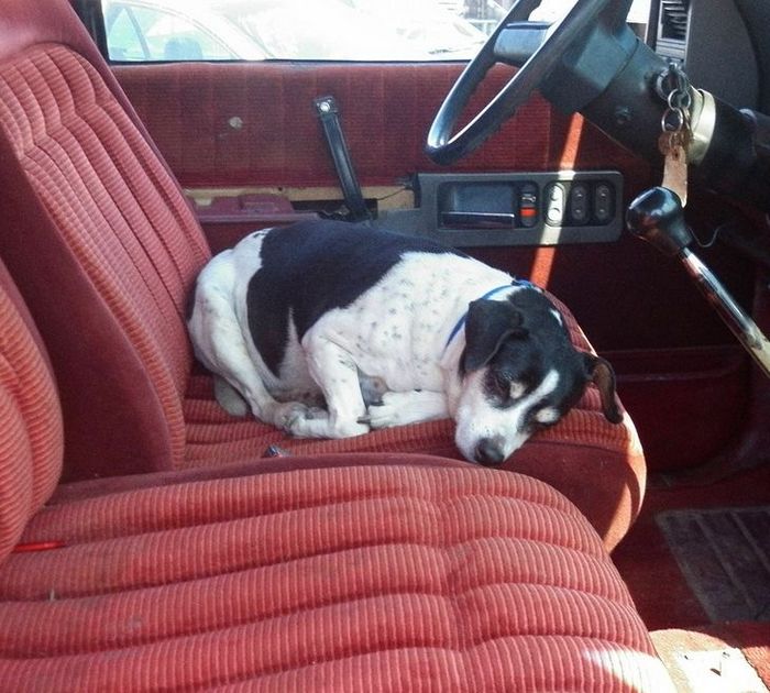 21 animais de estimação que presentearam seus donos com a melhor coisa do mundo, amor incondicional 10