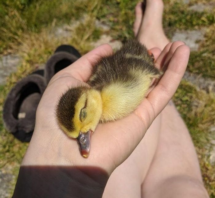 21 animais de estimação que presentearam seus donos com a melhor coisa do mundo, amor incondicional 13