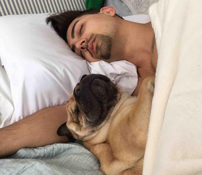 21 animais de estimação que presentearam seus donos com a melhor coisa do mundo, amor incondicional 14