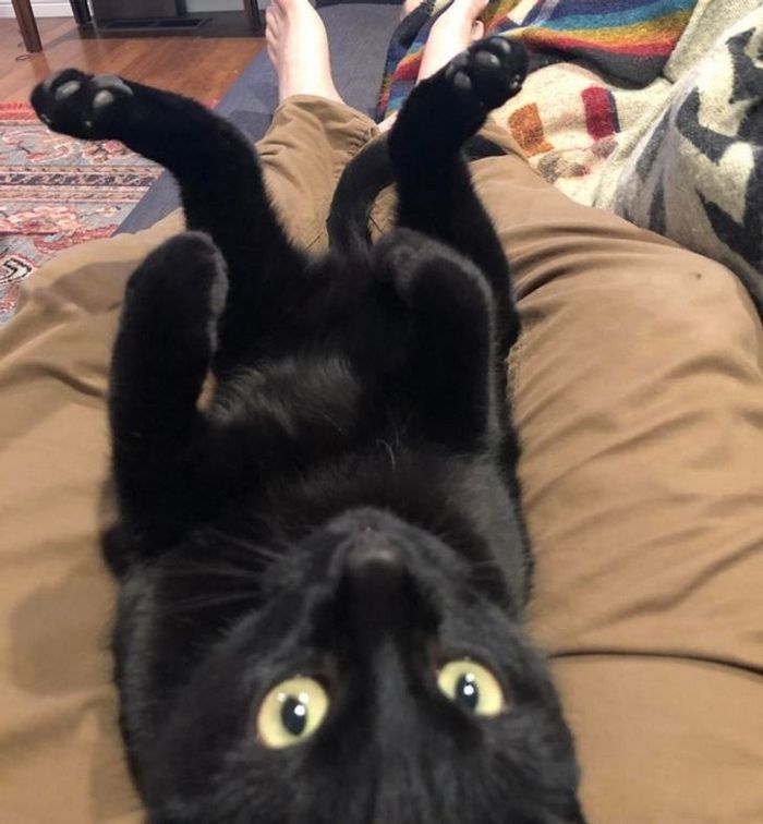 21 animais de estimação que presentearam seus donos com a melhor coisa do mundo, amor incondicional 15