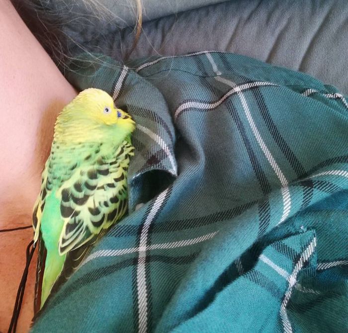 21 animais de estimação que presentearam seus donos com a melhor coisa do mundo, amor incondicional 20