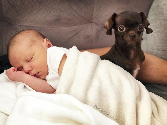 21 animais de estimação que presentearam seus donos com a melhor coisa do mundo, amor incondicional 21