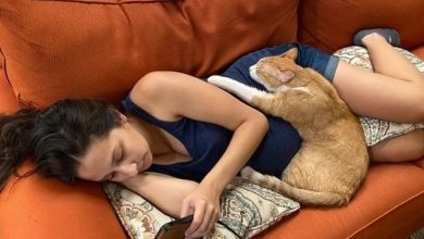 21 animais de estimação que presentearam seus donos com a melhor coisa do mundo, amor incondicional 5