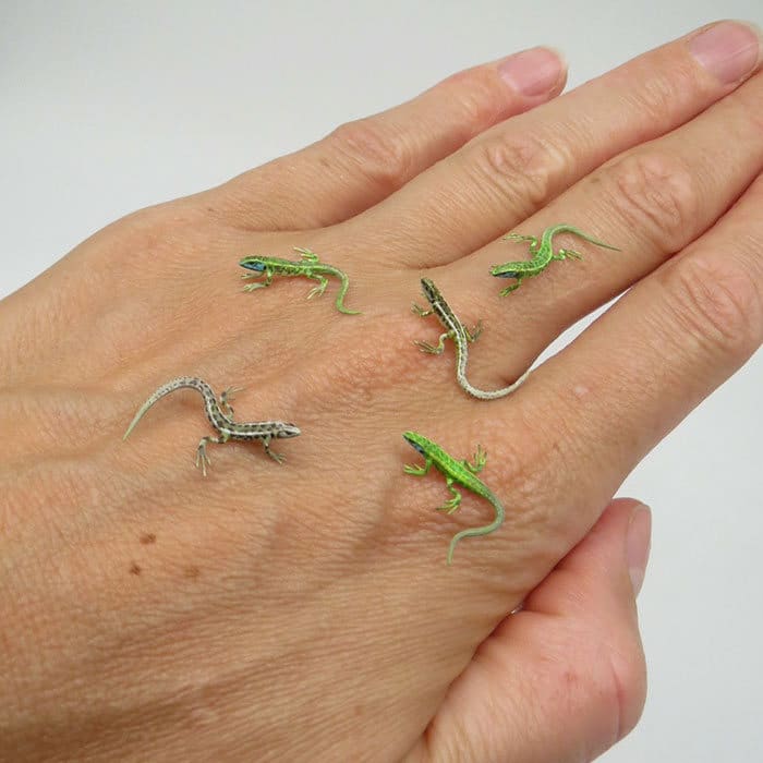 40 animais em miniatura criados pelo renomado artista Fanni Sandor 10