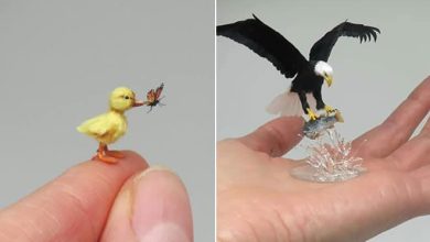 40 animais em miniatura criados pelo renomado artista Fanni Sandor 56
