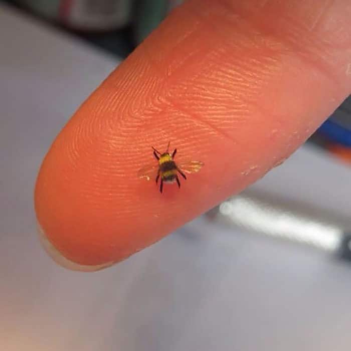 40 animais em miniatura criados pelo renomado artista Fanni Sandor 40