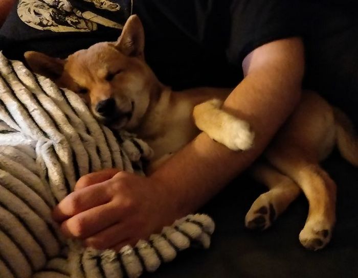 20 animais que se recusam a deixar seus seres humanos, mesmo que por um minuto 3 20 animais que se recusam a deixar seus seres humanos, mesmo que por um minuto 3