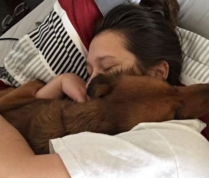 20 animais que se recusam a deixar seus seres humanos, mesmo que por um minuto 6 20 animais que se recusam a deixar seus seres humanos, mesmo que por um minuto 6