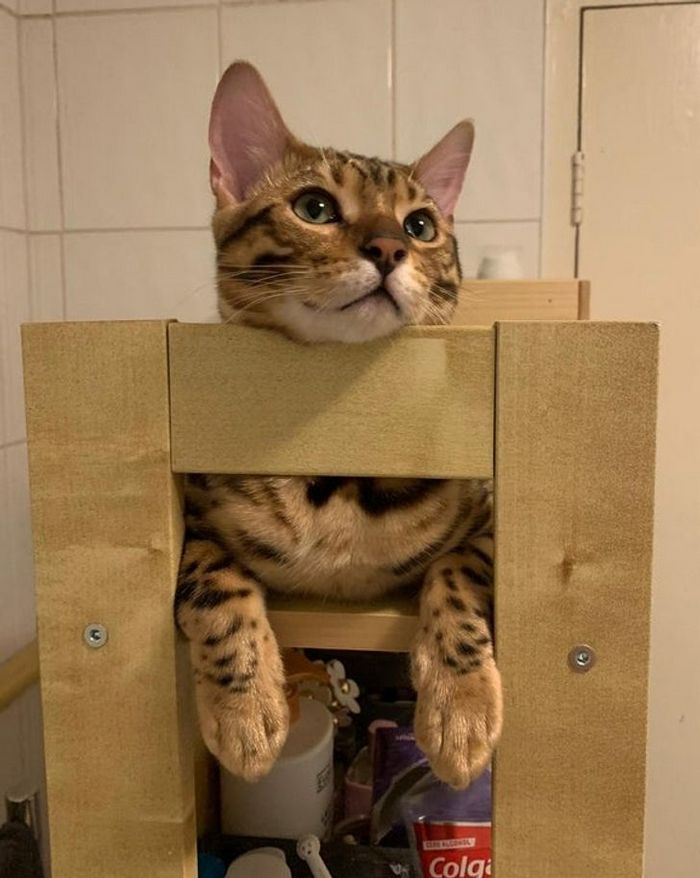 20 animais que se recusam a deixar seus seres humanos, mesmo que por um minuto 7 20 animais que se recusam a deixar seus seres humanos, mesmo que por um minuto 7
