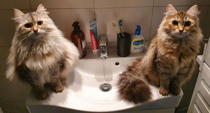 20 animais que se recusam a deixar seus seres humanos, mesmo que por um minuto 12 20 animais que se recusam a deixar seus seres humanos, mesmo que por um minuto 12