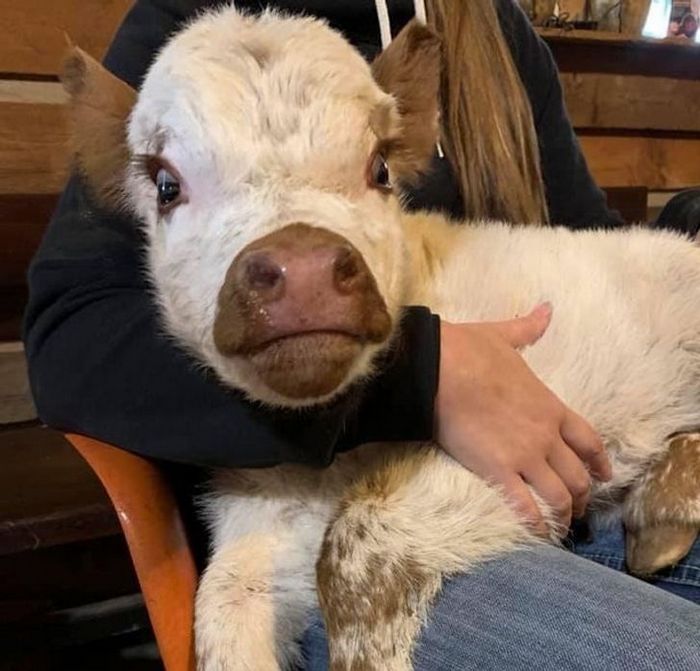 20 animais que se recusam a deixar seus seres humanos, mesmo que por um minuto 13 20 animais que se recusam a deixar seus seres humanos, mesmo que por um minuto 13