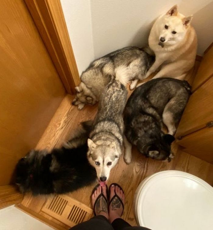 20 animais que se recusam a deixar seus seres humanos, mesmo que por um minuto 14 20 animais que se recusam a deixar seus seres humanos, mesmo que por um minuto 14