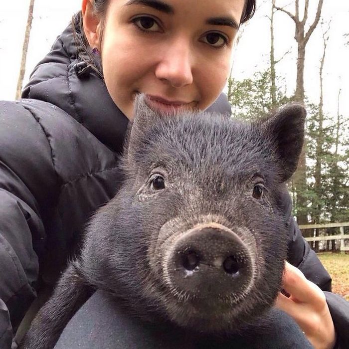 20 animais que se recusam a deixar seus seres humanos, mesmo que por um minuto 15 20 animais que se recusam a deixar seus seres humanos, mesmo que por um minuto 15