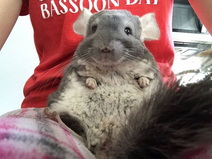 20 animais que se recusam a deixar seus seres humanos, mesmo que por um minuto 17 20 animais que se recusam a deixar seus seres humanos, mesmo que por um minuto 17