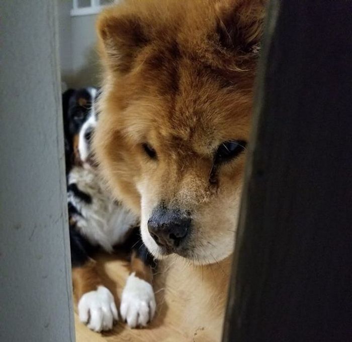 20 animais que se recusam a deixar seus seres humanos, mesmo que por um minuto 19 20 animais que se recusam a deixar seus seres humanos, mesmo que por um minuto 19