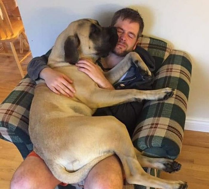 20 animais que se recusam a deixar seus seres humanos, mesmo que por um minuto 21 20 animais que se recusam a deixar seus seres humanos, mesmo que por um minuto 21