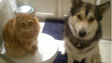 20 animais que se recusam a deixar seus seres humanos, mesmo que por um minuto 19