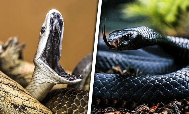 10 cobras mais perigosas do mundo