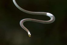 Cobras voadoras pulam entre árvores e intrigam cientistas 10