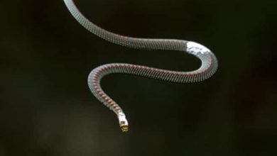 Cobras voadoras pulam entre árvores e intrigam cientistas 4